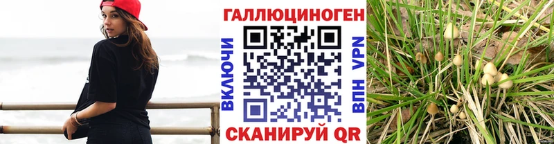 цены Прокопьевск hydra зеркало Псилоцибиновые грибы прущие грибы